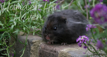 McMurphy- Black Longhaired